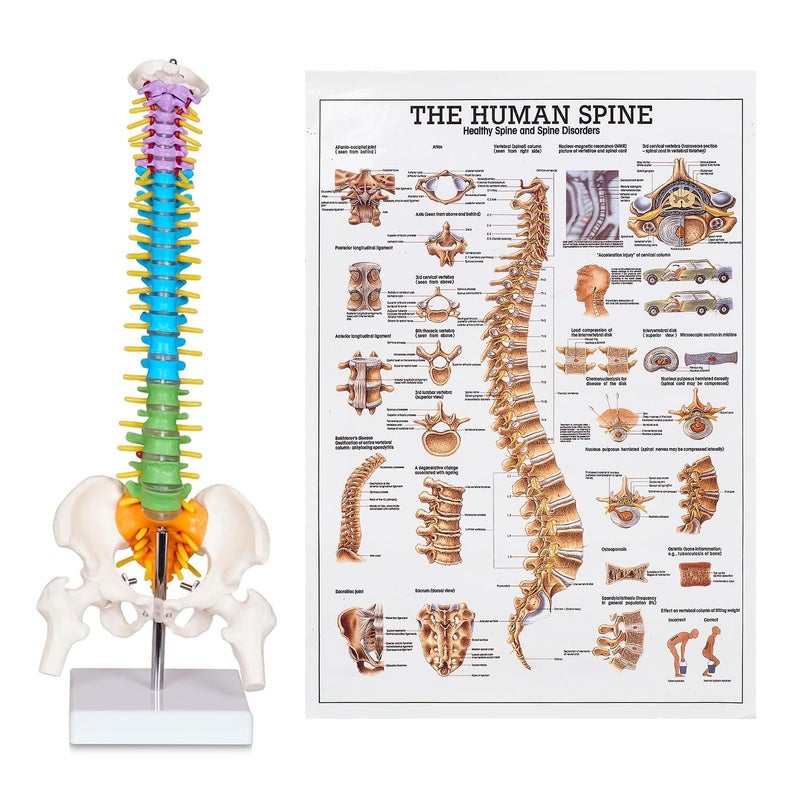 breesky Scientific Mini Spine Model, 15.5’’ Anatomical Spine Model with All Nerves, Human Anatomy Model with Stand for Instruction, Study and Display - Image 1